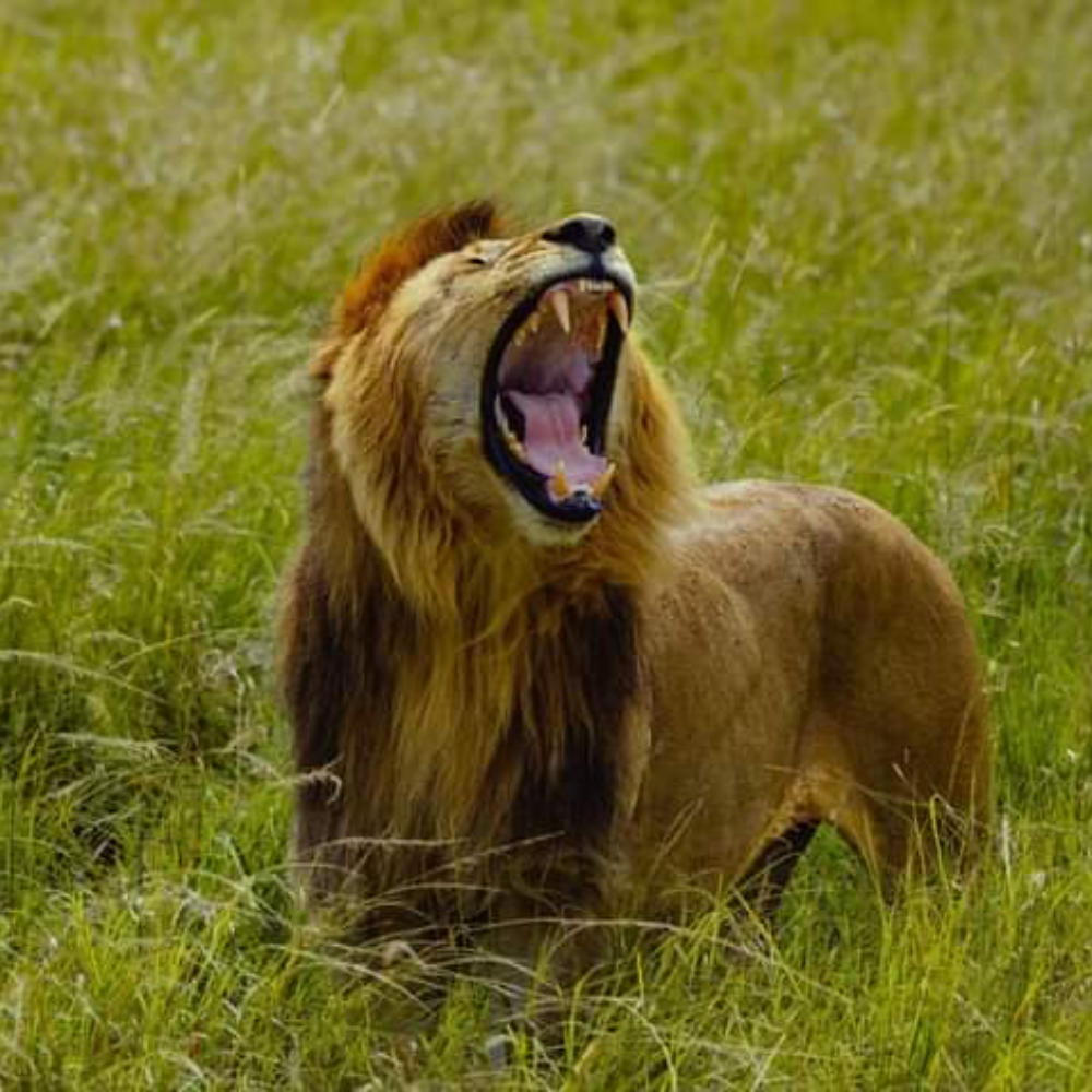 Big Five safari experience in Maasai Mara Kenya